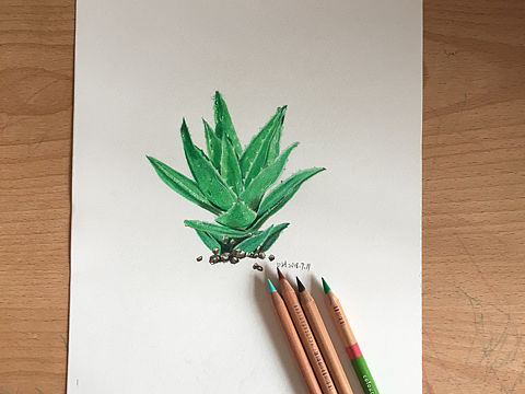 芦荟