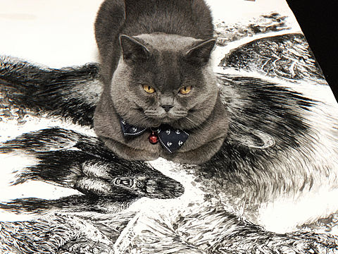 ◣◢猫在上，狗在下，人在中间画.