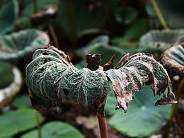 枯了