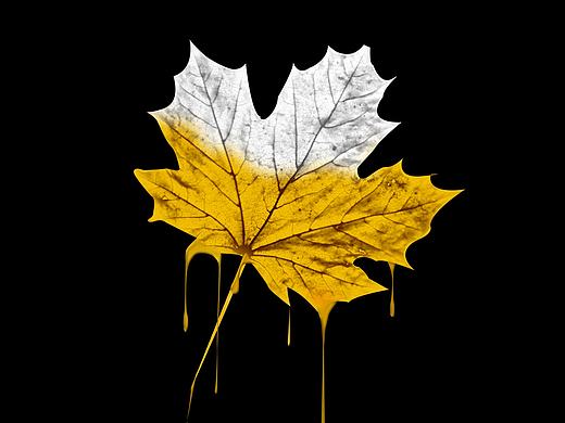 油漆广告枫叶和葡萄