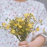 芯情的头像