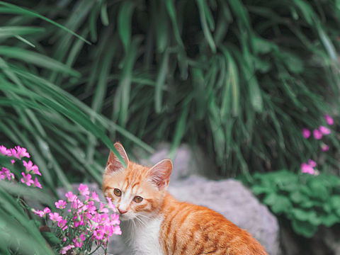紫花旁的小橘白