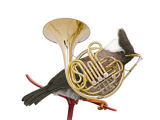 the last show of the last bird