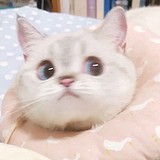 小榭的烟的头像