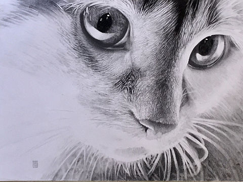 辛小猫