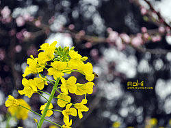 清明节（个人主页-ZNjg5ODIw） - 风光摄影 - 站酷设计师萌面喵酱原创素材 - 站酷ZCOOL