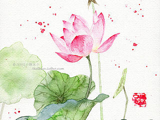 水彩插画——荷花