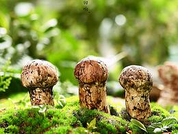 野生菌