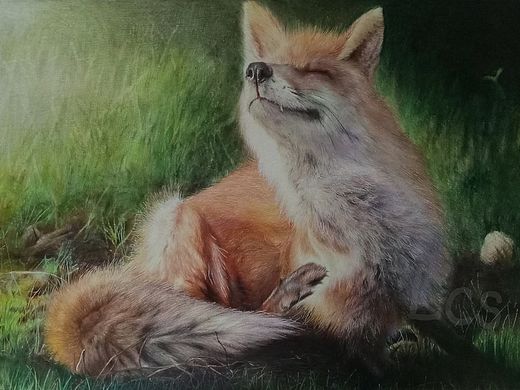 狐狸