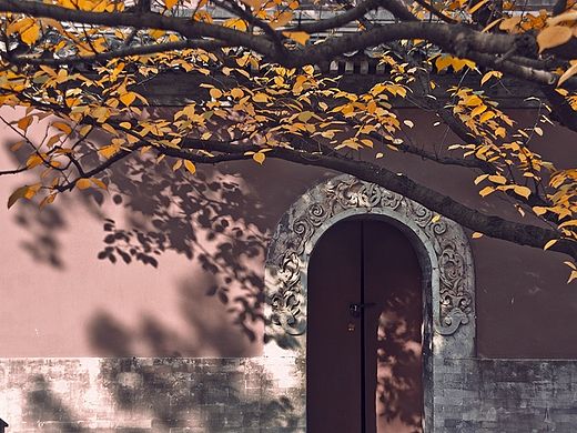 大觉寺寻秋《色、空、影》