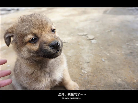我最爱乡土狗