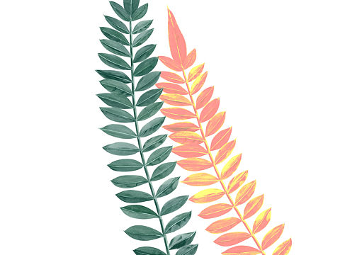 日常植物手绘！