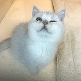 Apple林的头像