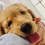virgoKeKe的头像