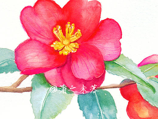 水彩入门（图文+视频）教程--茶梅【超详细版】