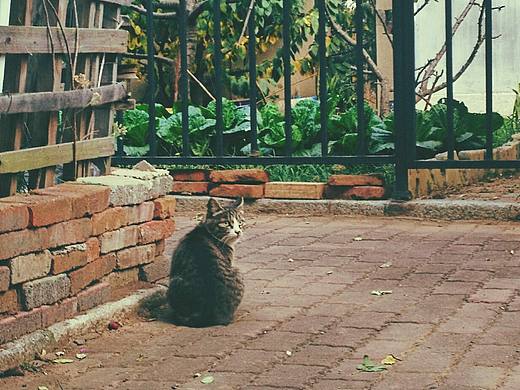 偷菜（個(gè)人主頁(yè)-ZMjMyNTUxNTY=） - 寵物攝影 - 站酷設(shè)計(jì)師閉眼你又莞爾笑原創(chuàng)素材 - 站酷ZCOOL