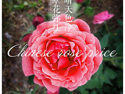 月季（个人主页-ZMzI1NDc5MjA=） - 海报 - 站酷设计师6蒜苗6原创素材 - 站酷ZCOOL