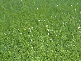 風(fēng)吹草低～