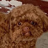 不要不要不要秃头的头像