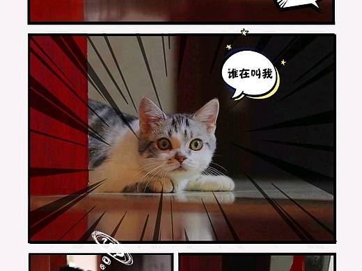 斯特和铲屎官(猫漫画)