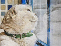 猫