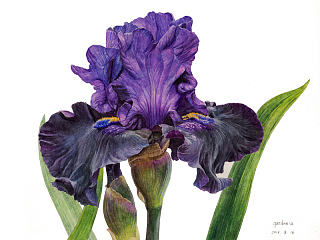 紫色鸢尾花 水彩
