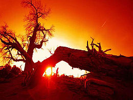 天青色等烟雨，我在等你（胡杨林品牌设计）