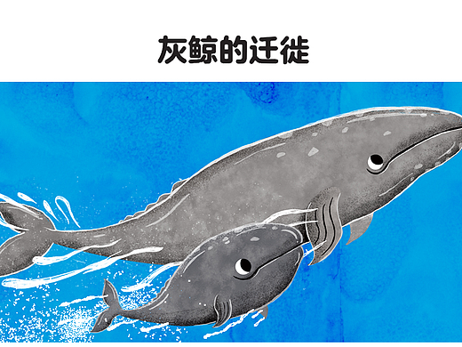 已出版《世界儿童.幼儿绘本》-《灰鲸的迁徙》（个人主页-ZNjg1NDM1MDQ=） - 绘本 - 站酷设计师李俊超JCLee原创素材 - 站酷ZCOOL