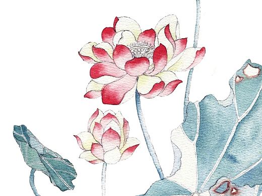 临摹-芙蓉