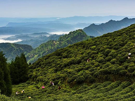 乐山市沐川县李家山万亩有机茶园