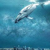 田上草的头像