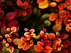 秋天来了，可夏天还不愿走