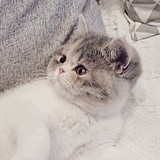 妍小C的头像