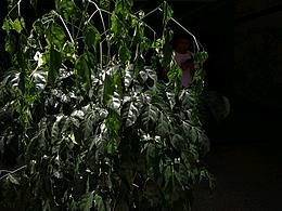 阳光下的植物