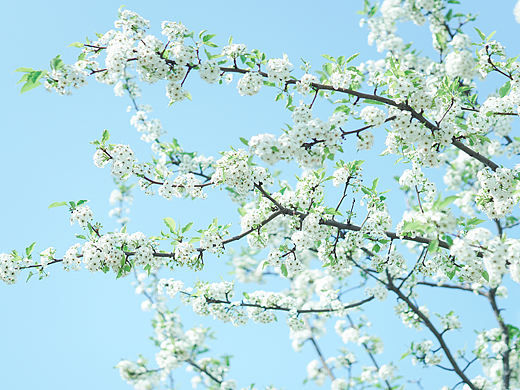 春花