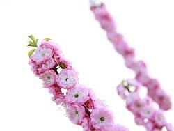 春天（個(gè)人主頁(yè)-ZMTI5MjgzMg==） - 產(chǎn)品攝影 - 站酷設(shè)計(jì)師zhupeiyong原創(chuàng)素材 - 站酷ZCOOL