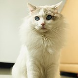 小伙仔的头像