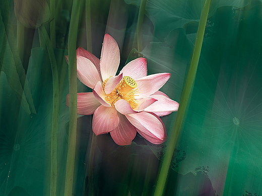 2023年夏天第二次拍的荷花（个人主页-ZNjU3ODE5ODA=） - 其他摄影 - 站酷设计师香草秋刀鱼原创素材 - 站酷ZCOOL