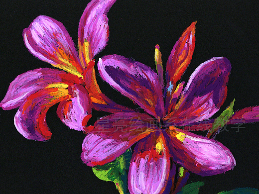 鸡蛋花绘画