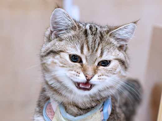 小猫猫
