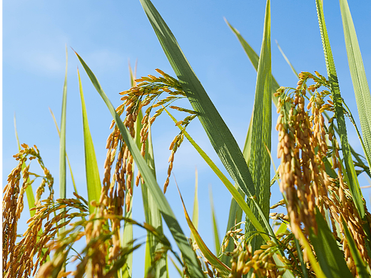 水稻产品摄影农产品美食摄影静物摄影商业摄影