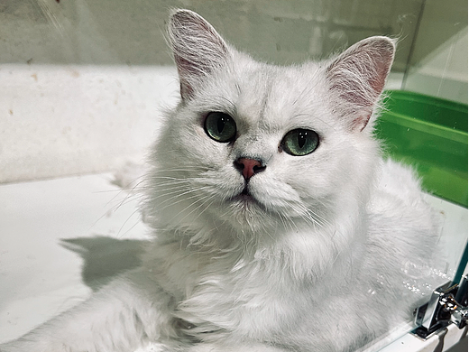 宠物猫照片