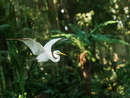 白露概念·写实场景