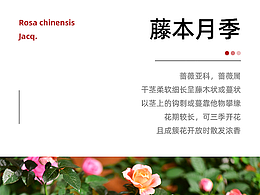 详情页