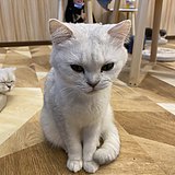 vWxl的头像