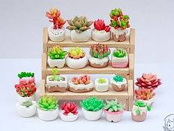 软陶之多肉植物