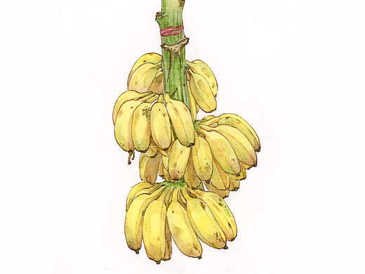 蕉：拒绝蕉绿，从我做起（个人主页-ZNjYxNzU4MTI=） - 创作习作 - 站酷设计师c_clock菜菜原创素材 - 站酷ZCOOL