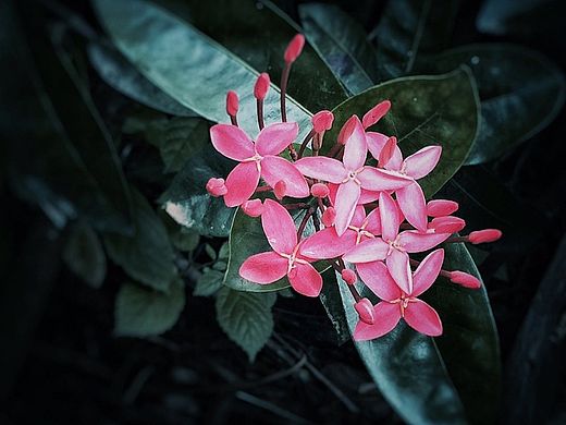 【手機(jī)攝影】生如夏花之絢爛 / 死如秋葉之靜美（個(gè)人主頁-ZMTMwNjczMjg=） - 產(chǎn)品攝影 - 站酷設(shè)計(jì)師叁月石原創(chuàng)素材 - 站酷ZCOOL