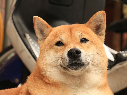 一生挚爱是天然