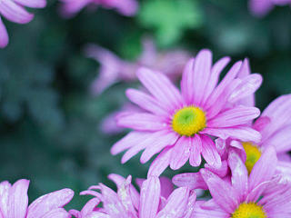 聞花語(yǔ)（個(gè)人主頁(yè)-ZNzUwODA4MA==） - 其他攝影 - 站酷設(shè)計(jì)師梁家誠(chéng)原創(chuàng)素材 - 站酷ZCOOL